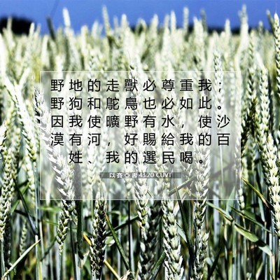 Picture 07 - 以 賽 亞 書 43:20 CUVT - 野 地 的 走 獸 必 尊 重 我 ； 野 狗 - Bible Verse Picture