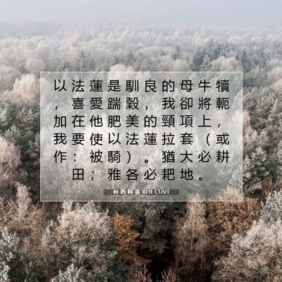 Picture 07 - 何 西 阿 書 10:11 CUVT - 以 法 蓮 是 馴 良 的 母 牛 犢 ， 喜 - Bible Verse Picture