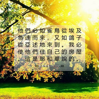 Picture 07 - 何 西 阿 書 11:11 CUVT - 他 們 必 如 雀 鳥 從 埃 及 急 速 而 - Bible Verse Picture