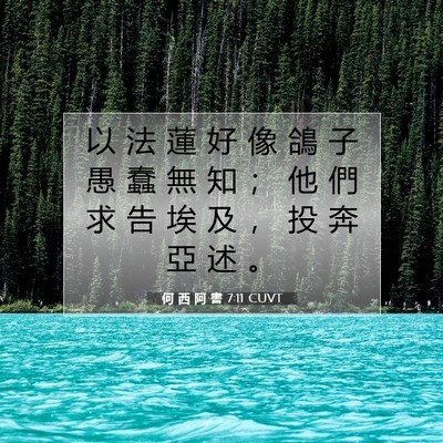 Picture 07 - 何 西 阿 書 7:11 CUVT - 以 法 蓮 好 像 鴿 子 愚 蠢 無 知 ； - Bible Verse Picture