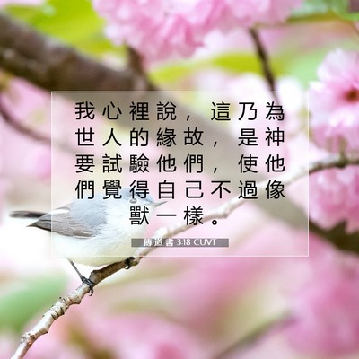 Picture 07 - 傳 道 書 3:18 CUVT - 我 心 裡 說 ， 這 乃 為 世 人 的 緣 - Bible Verse Picture