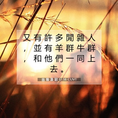 Picture 07 - 出 埃 及 記 12:38 CUVT - 又 有 許 多 閒 雜 人 ， 並 有 羊 群 - Bible Verse Picture