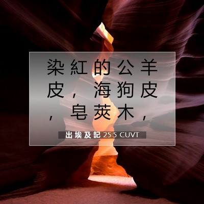 Picture 07 - 出 埃 及 記 25:5 CUVT - 染 紅 的 公 羊 皮 ， 海 狗 皮 ， 皂 - Bible Verse Picture
