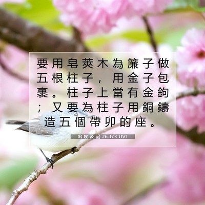 Picture 07 - 出 埃 及 記 26:37 CUVT - 要 用 皂 莢 木 為 簾 子 做 五 根 柱 - Bible Verse Picture