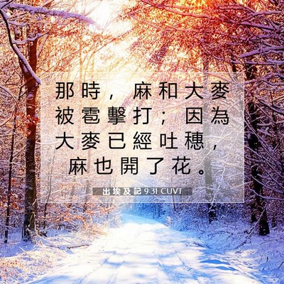 Picture 07 - 出 埃 及 記 9:31 CUVT - 那 時 ， 麻 和 大 麥 被 雹 擊 打 ； - Bible Verse Picture