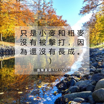 Picture 07 - 出 埃 及 記 9:32 CUVT - 只 是 小 麥 和 粗 麥 沒 有 被 擊 打 - Bible Verse Picture