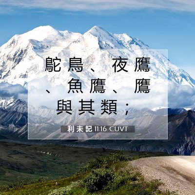 Picture 07 - 利 未 記 11:16 CUVT - 鴕 鳥 、 夜 鷹 、 魚 鷹 、 鷹 與 其 - Bible Verse Picture