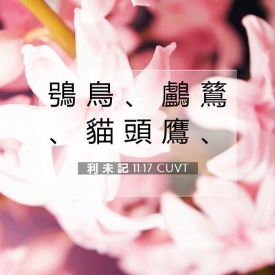Picture 07 - 利 未 記 11:17 CUVT - 鴞 鳥 、 鸕 鶿 、 貓 頭 鷹 - Bible Verse Picture