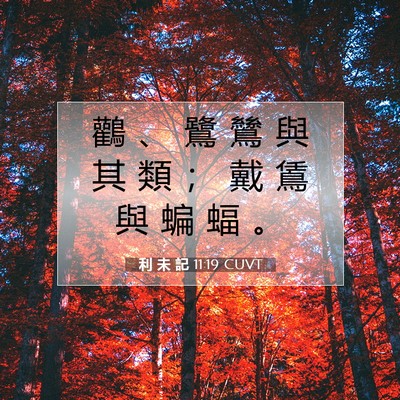 Picture 07 - 利 未 記 11:19 CUVT - 鸛 、 鷺 鷥 與 其 類 ； 戴 鵀 與 蝙 - Bible Verse Picture