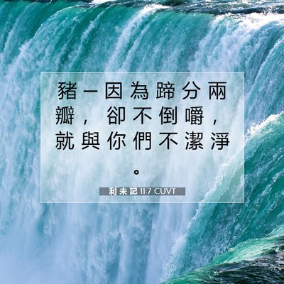 Picture 07 - 利 未 記 11:7 CUVT - 豬 ─ 因 為 蹄 分 兩 瓣 ， 卻 不 倒 - Bible Verse Picture