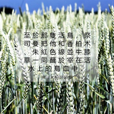Picture 07 - 利 未 記 14:6 CUVT - 至 於 那 隻 活 鳥 ， 祭 司 要 把 他 - Bible Verse Picture