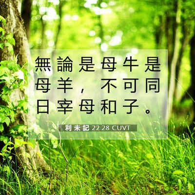 Picture 07 - 利 未 記 22:28 CUVT - 無 論 是 母 牛 是 母 羊 ， 不 可 同 - Bible Verse Picture