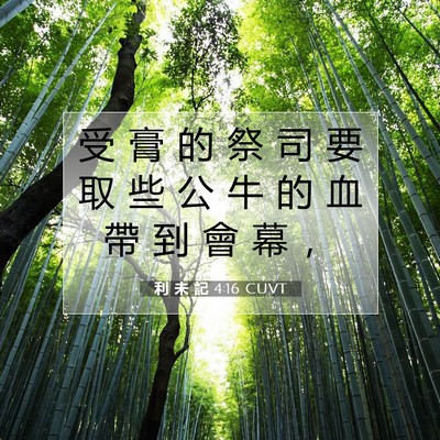 Picture 07 - 利 未 記 4:16 CUVT - 受 膏 的 祭 司 要 取 些 公 牛 的 血 - Bible Verse Picture