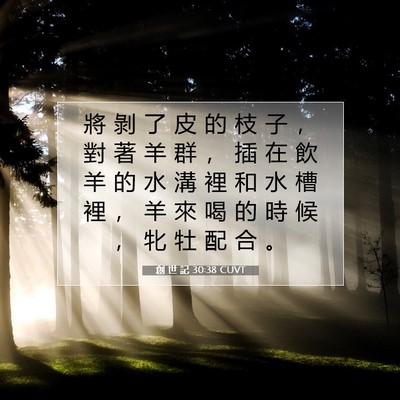 Picture 07 - 創 世 記 30:38 CUVT - 將 剝 了 皮 的 枝 子 ， 對 著 羊 群 - Bible Verse Picture