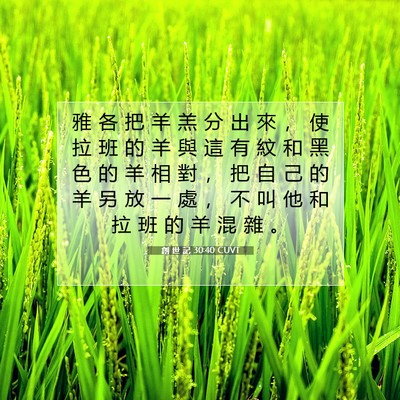 Picture 07 - 創 世 記 30:40 CUVT - 雅 各 把 羊 羔 分 出 來 ， 使 拉 班 - Bible Verse Picture