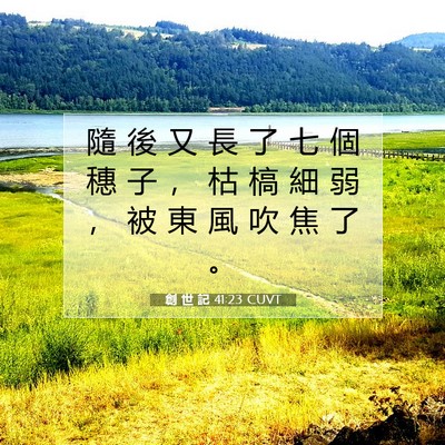Picture 07 - 創 世 記 41:23 CUVT - 隨 後 又 長 了 七 個 穗 子 ， 枯 槁 - Bible Verse Picture