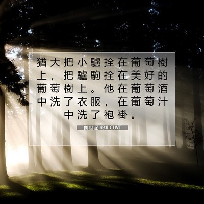 Picture 07 - 創 世 記 49:11 CUVT - 猶 大 把 小 驢 拴 在 葡 萄 樹 上 ， - Bible Verse Picture