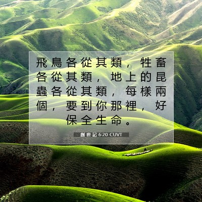 Picture 07 - 創 世 記 6:20 CUVT - 飛 鳥 各 從 其 類 ， 牲 畜 各 從 其 - Bible Verse Picture