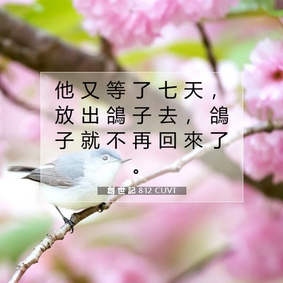 Picture 07 - 創 世 記 8:12 CUVT - 他 又 等 了 七 天 ， 放 出 鴿 子 去 - Bible Verse Picture