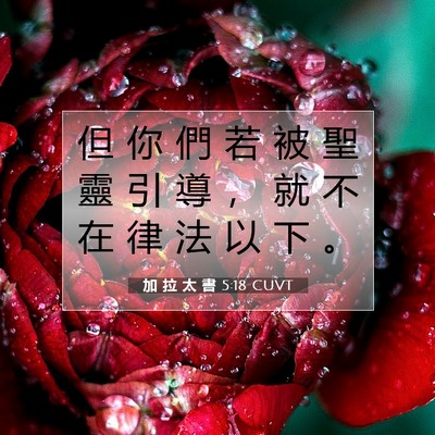 Picture 07 - 加 拉 太 書 5:18 CUVT - 但 你 們 若 被 聖 靈 引 導 ， 就 不 - Bible Verse Picture