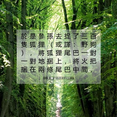 Picture 07 - 士 師 記 15:4 CUVT - 於 是 參 孫 去 捉 了 三 百 隻 狐 狸 - Bible Verse Picture