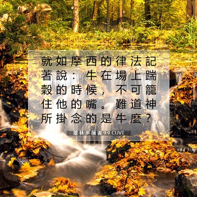 Picture 07 - 歌 林 多 前 書 9:9 CUVT - 就 如 摩 西 的 律 法 記 著 說 ： 牛 - Bible Verse Picture