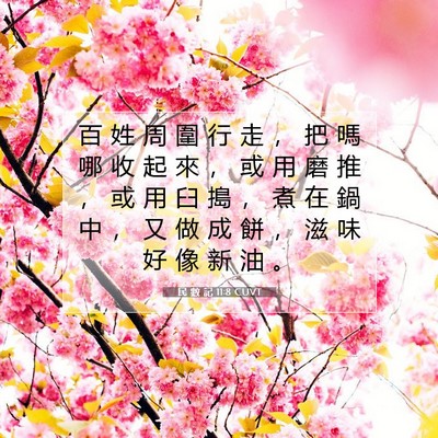 Picture 07 - 民 數 記 11:8 CUVT - 百 姓 周 圍 行 走 ， 把 嗎 哪 收 起 - Bible Verse Picture