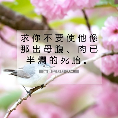 Picture 07 - 民 數 記 12:12 CUVT - 求 你 不 要 使 他 像 那 出 母 腹 、 - Bible Verse Picture