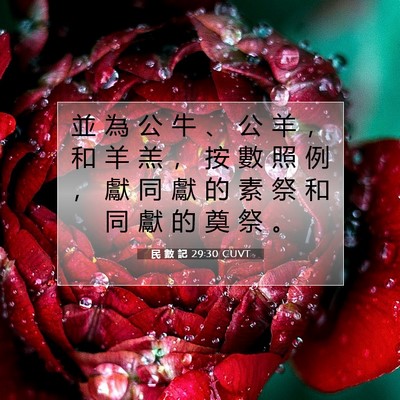 Picture 07 - 民 數 記 29:30 CUVT - 並 為 公 牛 、 公 羊 ， 和 羊 羔 ， - Bible Verse Picture
