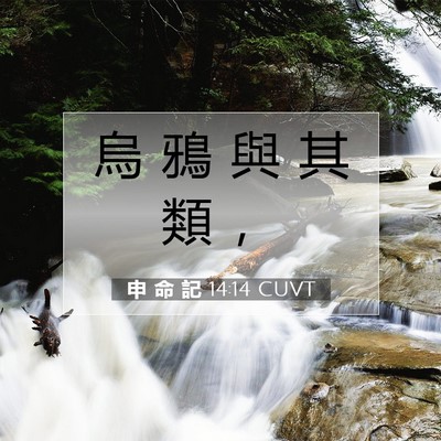 Picture 07 - 申 命 記 14:14 CUVT - 烏 鴉 與 其 類 - Bible Verse Picture