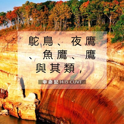 Picture 07 - 申 命 記 14:15 CUVT - 鴕 鳥 、 夜 鷹 、 魚 鷹 、 鷹 與 其 - Bible Verse Picture