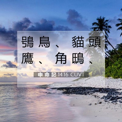Picture 07 - 申 命 記 14:16 CUVT - 鴞 鳥 、 貓 頭 鷹 、 角 鴟 - Bible Verse Picture