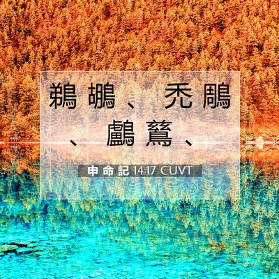 Picture 07 - 申 命 記 14:17 CUVT - 鵜 鶘 、 禿 鵰 、 鸕 鶿 - Bible Verse Picture