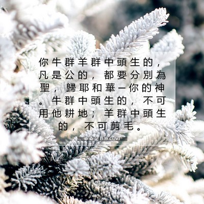 Picture 07 - 申 命 記 15:19 CUVT - 你 牛 群 羊 群 中 頭 生 的 ， 凡 是 - Bible Verse Picture