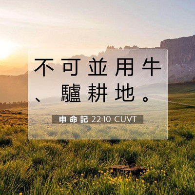 Picture 07 - 申 命 記 22:10 CUVT - 不 可 並 用 牛 、 驢 耕 地 - Bible Verse Picture