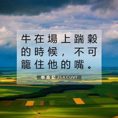Picture 07 - 申 命 記 25:4 CUVT - 牛 在 場 上 踹 穀 的 時 候 ， 不 可 - Bible Verse Picture