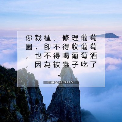 Picture 07 - 申 命 記 28:39 CUVT - 你 栽 種 、 修 理 葡 萄 園 ， 卻 不 - Bible Verse Picture