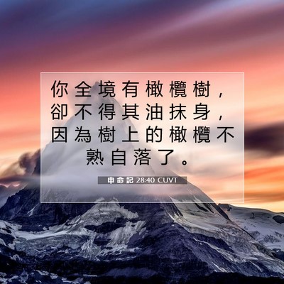 Picture 07 - 申 命 記 28:40 CUVT - 你 全 境 有 橄 欖 樹 ， 卻 不 得 其 - Bible Verse Picture