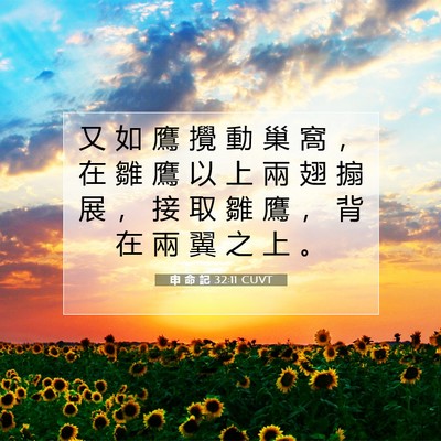Picture 07 - 申 命 記 32:11 CUVT - 又 如 鷹 攪 動 巢 窩 ， 在 雛 鷹 以 - Bible Verse Picture