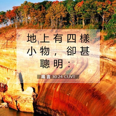 Picture 07 - 箴 言 30:24 CUVT - 地 上 有 四 樣 小 物 ， 卻 甚 聰 明 - Bible Verse Picture