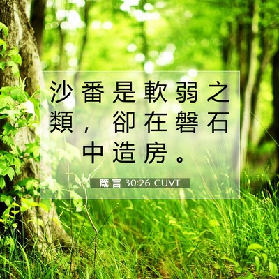 Picture 07 - 箴 言 30:26 CUVT - 沙 番 是 軟 弱 之 類 ， 卻 在 磐 石 - Bible Verse Picture