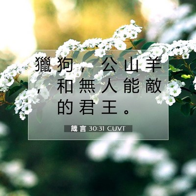 Picture 07 - 箴 言 30:31 CUVT - 獵 狗 ， 公 山 羊 ， 和 無 人 能 敵 - Bible Verse Picture