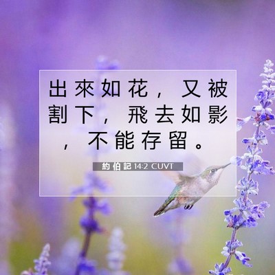 Picture 07 - 約 伯 記 14:2 CUVT - 出 來 如 花 ， 又 被 割 下 ， 飛 去 - Bible Verse Picture