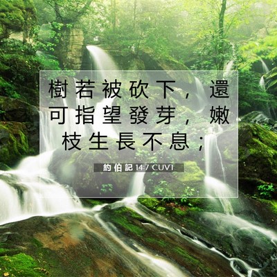 Picture 07 - 約 伯 記 14:7 CUVT - 樹 若 被 砍 下 ， 還 可 指 望 發 芽 - Bible Verse Picture