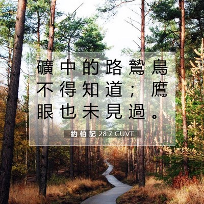Picture 07 - 約 伯 記 28:7 CUVT - 礦 中 的 路 鷙 鳥 不 得 知 道 ； 鷹 - Bible Verse Picture