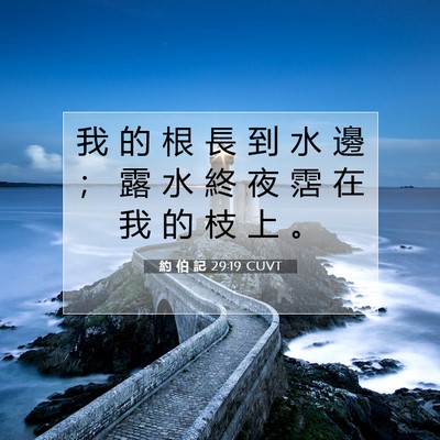 Picture 07 - 約 伯 記 29:19 CUVT - 我 的 根 長 到 水 邊 ； 露 水 終 夜 - Bible Verse Picture