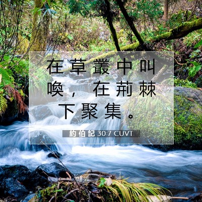 Picture 07 - 約 伯 記 30:7 CUVT - 在 草 叢 中 叫 喚 ， 在 荊 棘 下 聚 - Bible Verse Picture