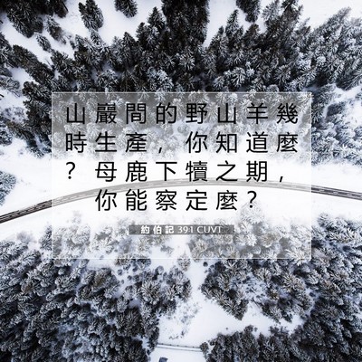Picture 07 - 約 伯 記 39:1 CUVT - 山 巖 間 的 野 山 羊 幾 時 生 產 ， - Bible Verse Picture