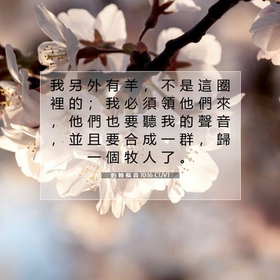 Picture 07 - 約 翰 福 音 10:16 CUVT - 我 另 外 有 羊 ， 不 是 這 圈 裡 的 - Bible Verse Picture