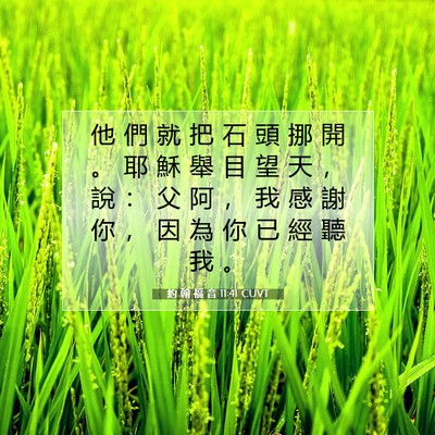 Picture 07 - 約 翰 福 音 11:41 CUVT - 他 們 就 把 石 頭 挪 開 。 耶 穌 舉 - Bible Verse Picture